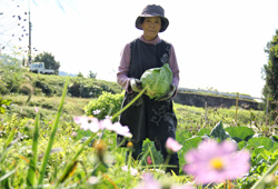 野菜収穫風景1